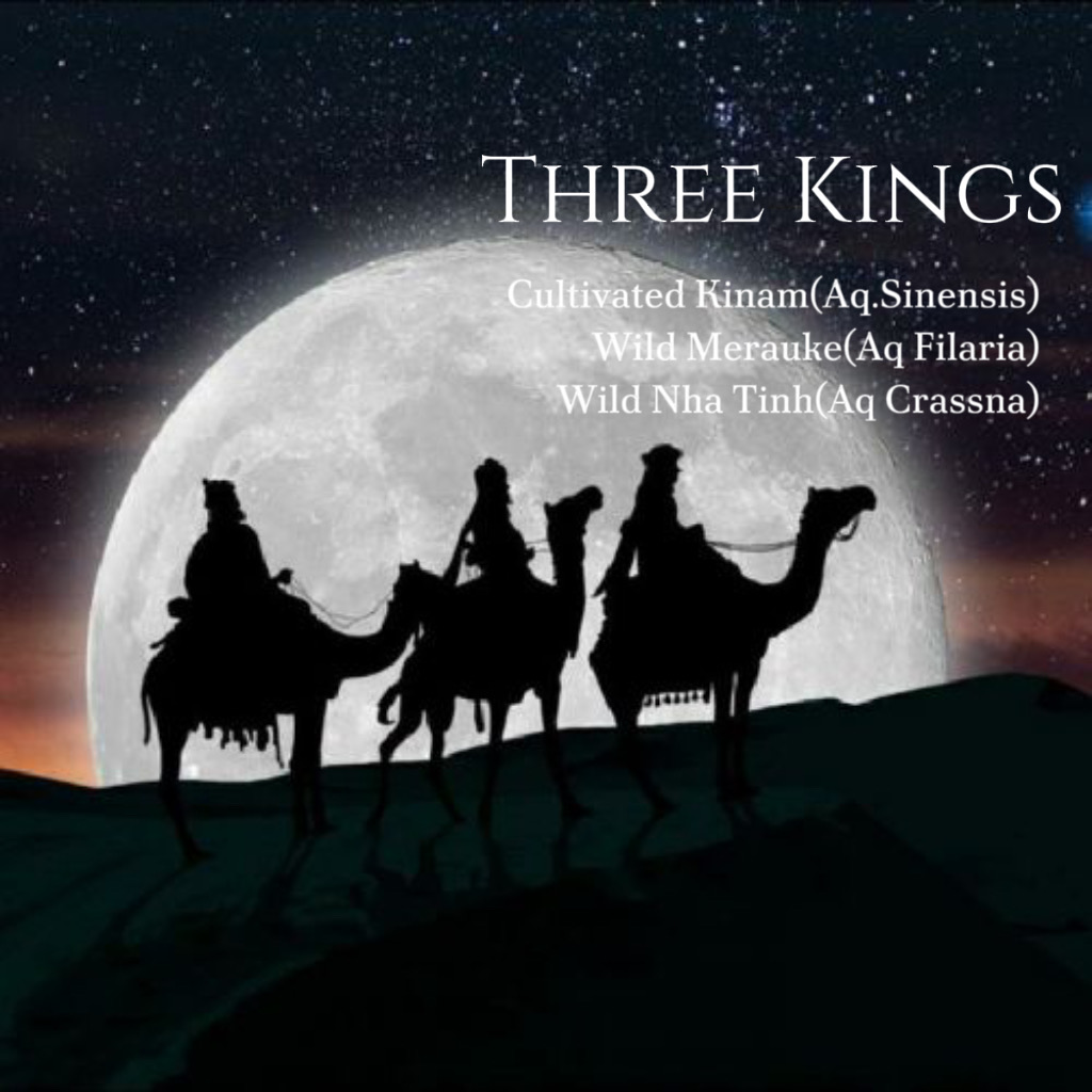 Three Kings